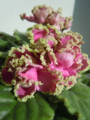 DSCN0729.jpg