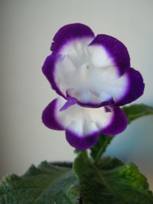DSCN0617.jpg