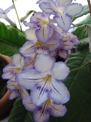 IMG_5998_small.jpg