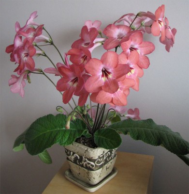 IMG_6104___.jpg