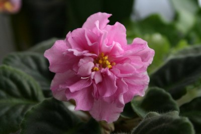 IMG_0409_800x533.jpg