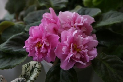 IMG_1164_800x533.jpg