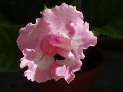 Pink Souffle.jpg