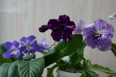 032_800x533.jpg