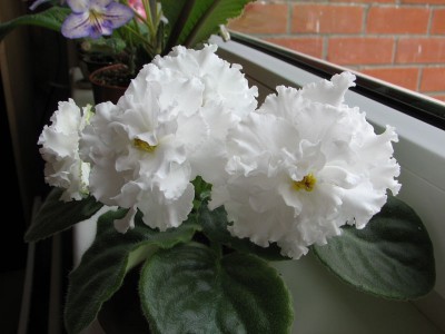 IMG_6377_s.jpg