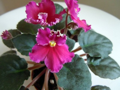 Malyshka Rusalka.JPG