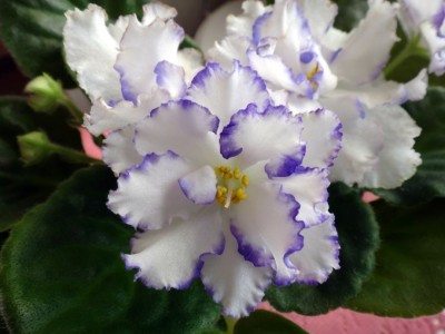 1SC00663.jpg