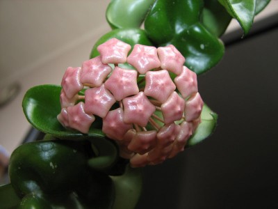 IMG_6716___.jpg