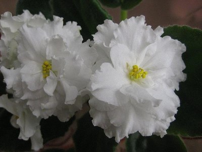 IMG_6940.JPG