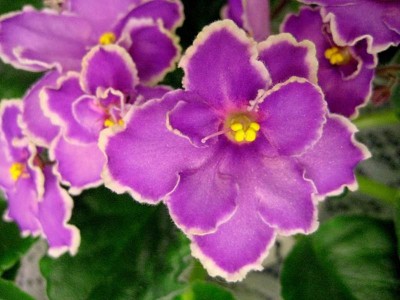 IMG_4525.JPG