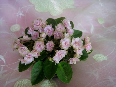 IMG_7039.JPG