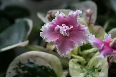 016_1024x682.jpg