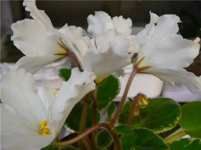 e26d54df4457.jpg