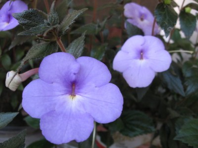 024337186.jpg
