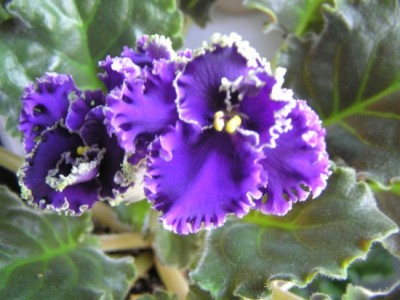 Purple Lase.jpg