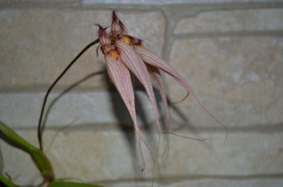 Bulb.LouisSander.jpg
