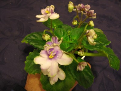 MORGAN'S HELIOTROPE FAIRY.jpg