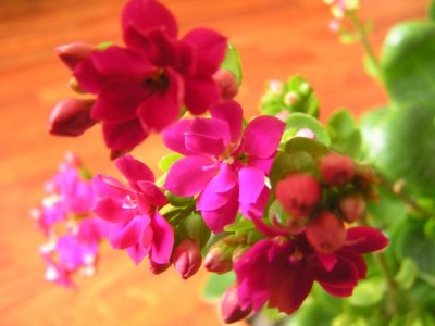 kalanchoe 2.jpg