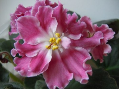 Flowers 007.jpg