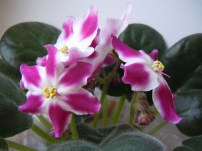 Flowers 005.jpg
