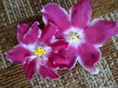 IMG_9795_800x600.jpg