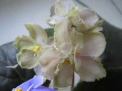 Violets 011.jpg
