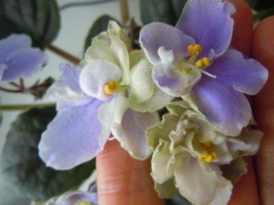 Violets 009.jpg