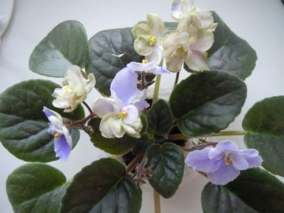Violets 012.jpg