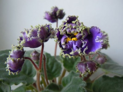 Violets 003.jpg