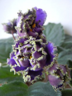 Violets 005.jpg