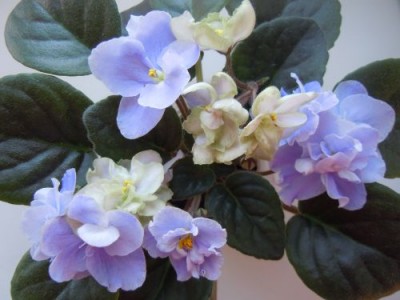 Violets 023.jpg