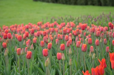 Tulp8.JPG
