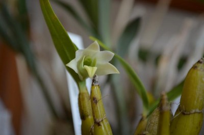 Dendr.Scabrilingue.jpg