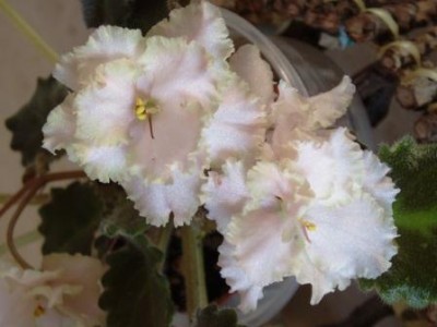 Rob`s Antique Rose.jpg