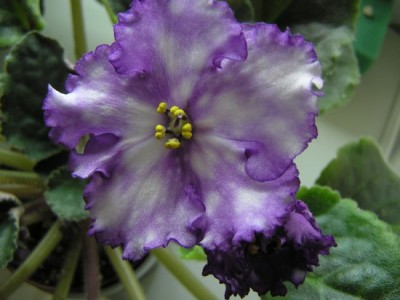 Storm's Eye 30.06.2012.jpg