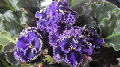 Purple Lace.jpg