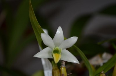 Dendr.scabrilingue.poln.rospusk.jpg