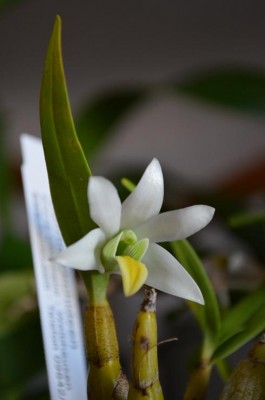 Dendr.scabrilingue.polnyj.rospusk 1.jpg