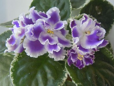 Foto 001.jpg