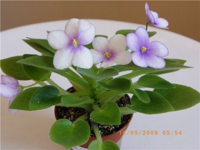 15ca489d4b62.jpg