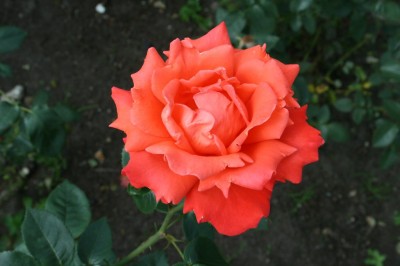 018_1024x682.jpg
