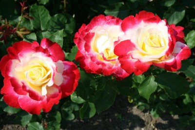 054_800x533.jpg