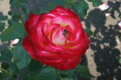 062_1024x682.jpg