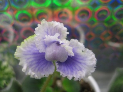 ed6f50d794da.jpg