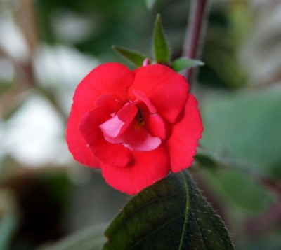 SC03170.JPG