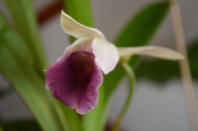 Cochleanthes disc2.JPG