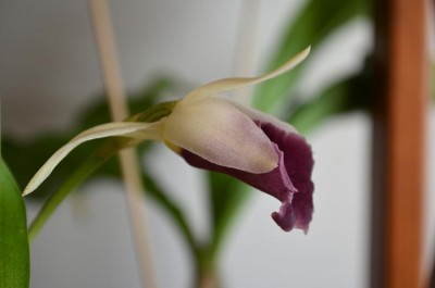 Cochleanthes disc3.JPG