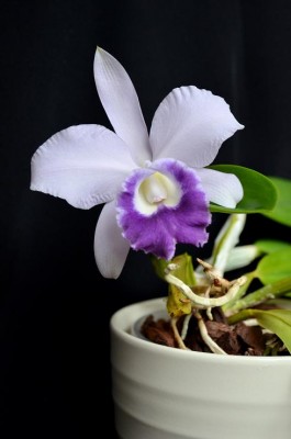 Mini Purple x labiata.JPG