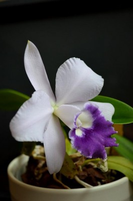 Mini Purple x labiata1.JPG