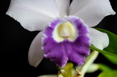 Mini Purple x labiata2.JPG